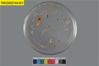 藏品(短指和尚蟹)的圖片